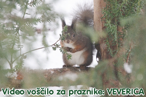 VEVERICA za praznike